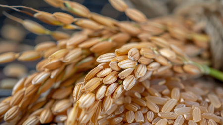 A stunning close-up of raw rice grains and an elegant paddy bundle, highlighting the beauty of agriculture and the essence of healthy food.の素材
