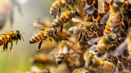 This vibrant close-up image captures honey bees actively working on a honeycomb, showcasing their importance in pollination and ecosystem balance.の素材