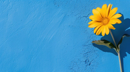 A stunning yellow flower stands against a bright blue wall, creating a striking contrast that showcases its beauty and simplicity in an urban environment.の素材