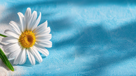 A stunning close-up of a fresh white daisy flower resting on a light blue background. The soft shadows and vibrant colors create a serene and peaceful atmosphere, perfect for springtime themes.の素材