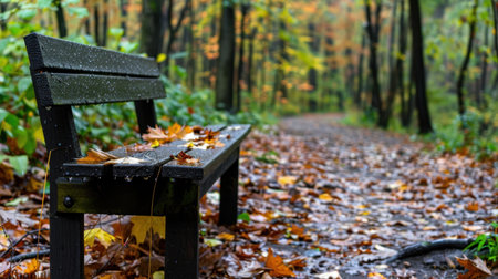 A serene park bench decorated with fallen autumn leaves invites visitors to pause and enjoy the tranquil beauty of the forest pathway. The vibrant colors of the season create a picturesque setting for relaxation and reflection amidst nature.の素材