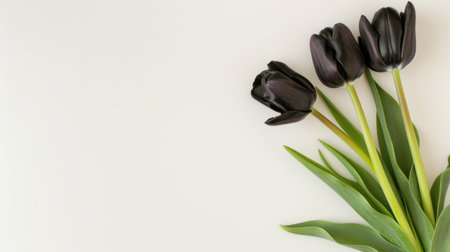 A stunning arrangement of three elegant black tulips rests on a smooth white background, creating a striking visual contrast. Ideal for decor, prints, and floral designs.の素材