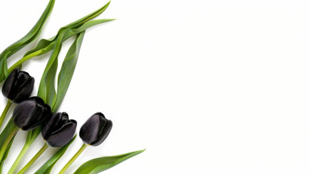 This striking image showcases elegant black tulips accompanied by lush green leaves against a clean white background, ideal for various design projects.の素材