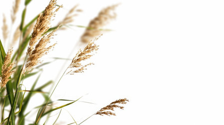 Golden blades of grass sway gently in a soft breeze against a bright minimalist background. The image captures the serene beauty of nature.の素材