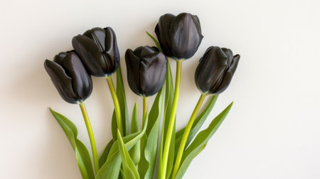 A beautiful arrangement of dark black tulips with lush green leaves, creating an elegant contrast against a light background, perfect for various design themes.の素材