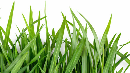 Close-up view of fresh green grass blades displaying vibrant color and natural texture, perfect for gardening, landscaping, and environmental themes.の素材