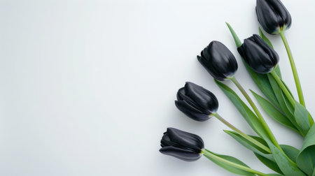 A striking arrangement of black tulips with vibrant green leaves against a soft grey background, perfect for showcasing floral beauty and elegance.の素材