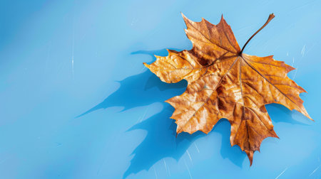 A single brown maple leaf lies on a smooth blue surface, creating a striking contrast. The photograph captures intricate details and shadows, evoking autumn's beauty.の素材