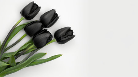 This striking image features elegant black tulips artfully arranged with lush green leaves, set against a clean white background, creating a fresh and modern aesthetic.の素材