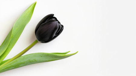 This stunning image features a single black tulip with lush green leaves, showcasing its natural beauty and elegance against a light background.の素材