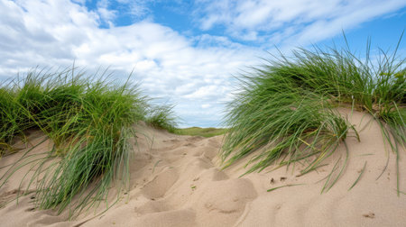 A peaceful view of a sandy pathway leading through tall green grass, under a beautiful blue sky filled with fluffy white clouds, perfect for nature lovers.の素材
