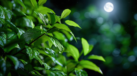 This stunning close-up captures vibrant green leaves illuminated by soft moonlight, creating a tranquil and serene nighttime atmosphere in nature.の素材