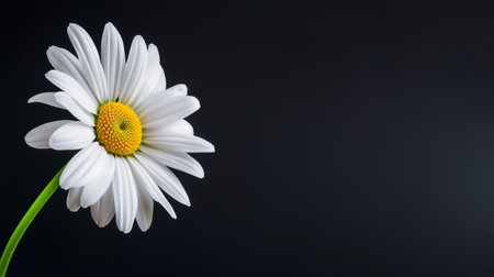 A beautiful close-up of a white daisy flower with a vibrant yellow center against a dark, smooth background, perfect for showcasing natural beauty.の素材