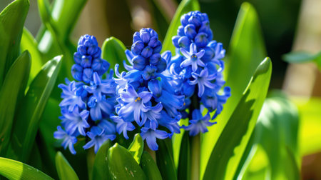 A stunning depiction of blue hyacinth flowers blooming amidst rich green leaves, capturing the essence of spring in a vibrant garden, radiating freshness.の素材