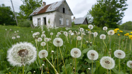 A picturesque scene featuring vibrant dandelions in focus, with an abandoned house in the background, surrounded by lush greenery under a cloudy sky.の素材