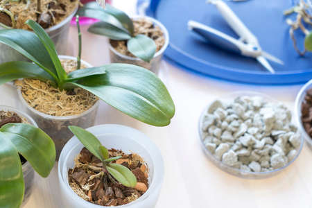 Transplanting phalaenopsis orchids, pruning the roots of rare orchids and houseplantsの写真素材
