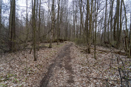 a path in a deciduous forest in early springの写真素材