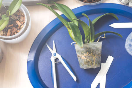 Transplanting and caring for orchids