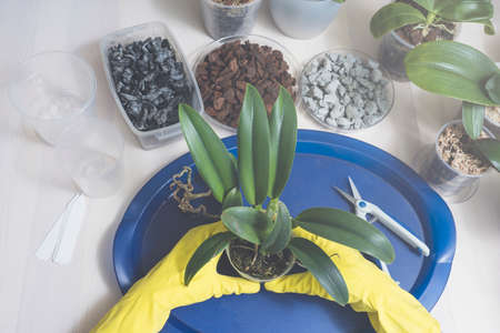 Transplanting and caring for orchids