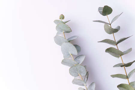 eucalyptus branch with green leaves on a white background,の写真素材
