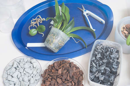 Transplanting and caring for orchidsの写真素材
