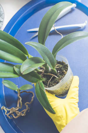 Transplanting and caring for orchidsの写真素材