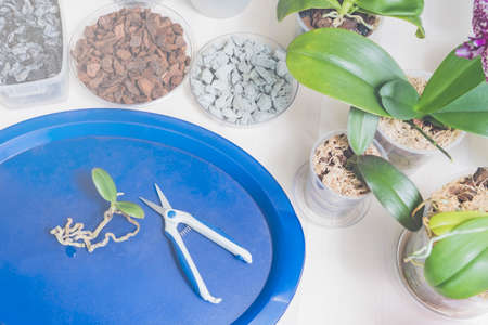Transplanting phalaenopsis orchids, pruning the roots of rare orchids and houseplantsの写真素材