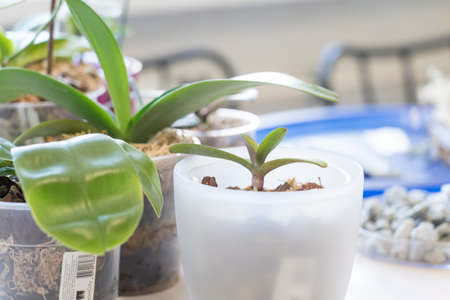 Transplanting phalaenopsis orchids, pruning the roots of rare orchids and houseplantsの写真素材