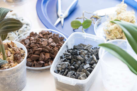 Transplanting phalaenopsis orchids, pruning the roots of rare orchids and houseplantsの写真素材