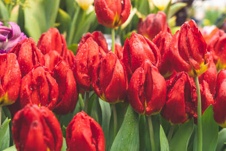 lots of colorful tulips close-upの写真素材