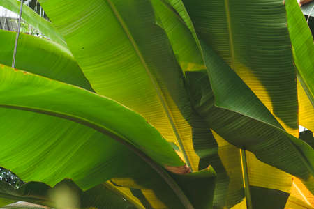 Apothecary garden, Botanical garden at the Moscowの写真素材