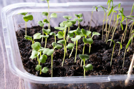 arugula sprouts in the ground close-up,の写真素材