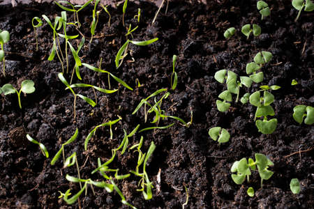 arugula sprouts in the ground close-up,