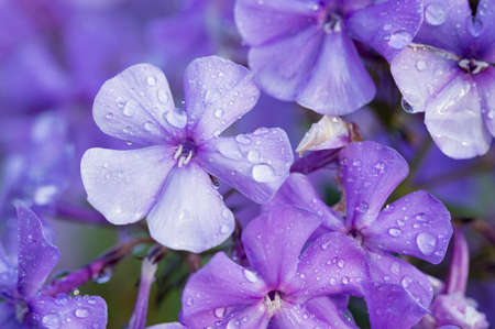 flowers purple Phlox close-up, macro photoの写真素材