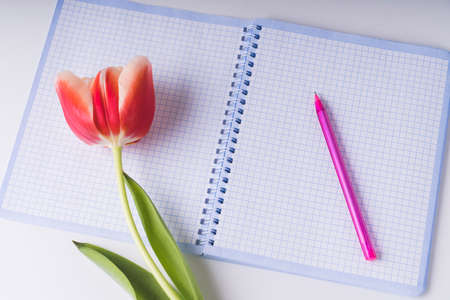 Tulip flower and Notepad with a pen on the tableの写真素材