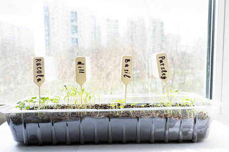 arugula sprouts in the ground close-upの写真素材