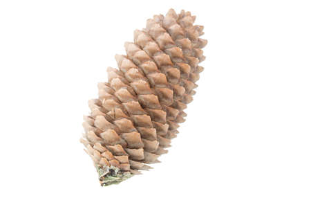 fir cone isolatedの写真素材