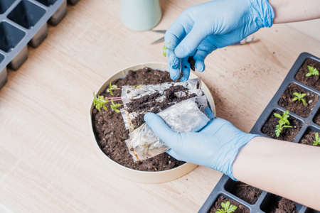 marigold seedlings cultivation and dipping, the process of marigold dipping