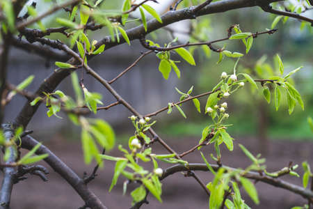 Apple tree blooming in spring with white flowers,の写真素材