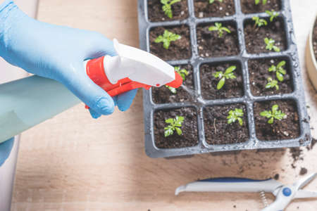 marigold seedlings cultivation and dipping, the process of marigold dipping