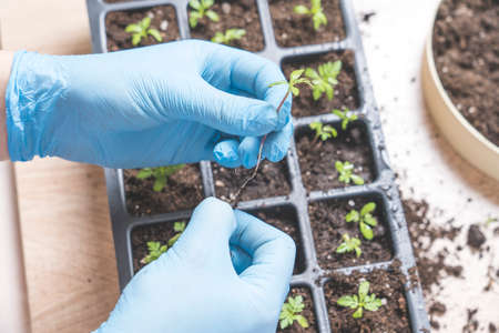 marigold seedlings cultivation and dipping, the process of marigold dipping