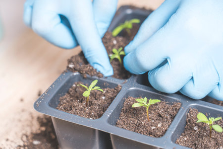 marigold seedlings cultivation and dipping, the process of marigold dippingの写真素材
