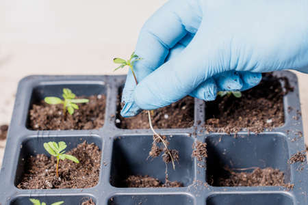 marigold seedlings cultivation and dipping, the process of marigold dippingの写真素材
