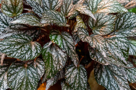 begonia foliage tropical plants in a greenhouseの写真素材
