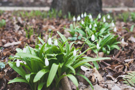 snowdrops, primroses close- up background picture, spring flowersの写真素材
