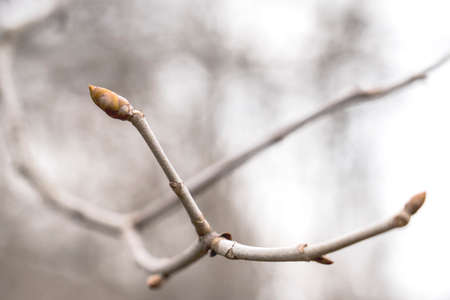 plant buds in the spring, budding, selective focus,の写真素材