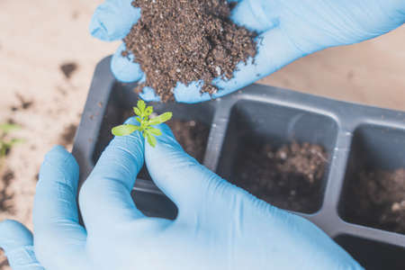marigold seedlings cultivation and dipping, the process of marigold dippingの写真素材