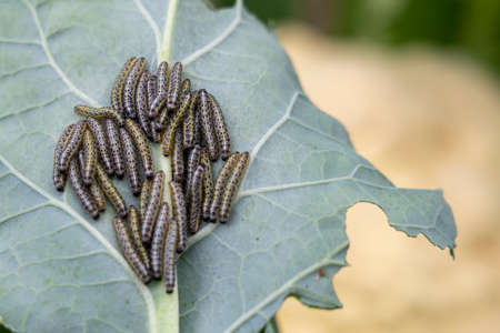 caterpillars on cabbage close-up, selective focus tinted image,