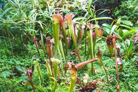 rare carnivorous plants close-up in a greenhouse, blurred background, selective focus,の写真素材