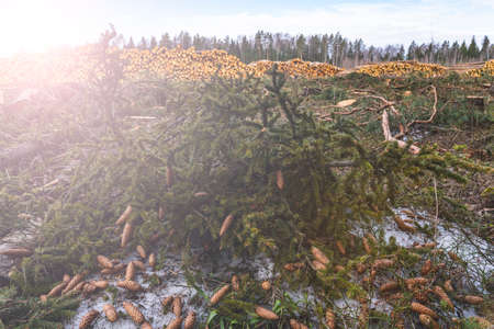 deforestation for roads, wood harvesting, wood as a renewable biological resource, deforestation...